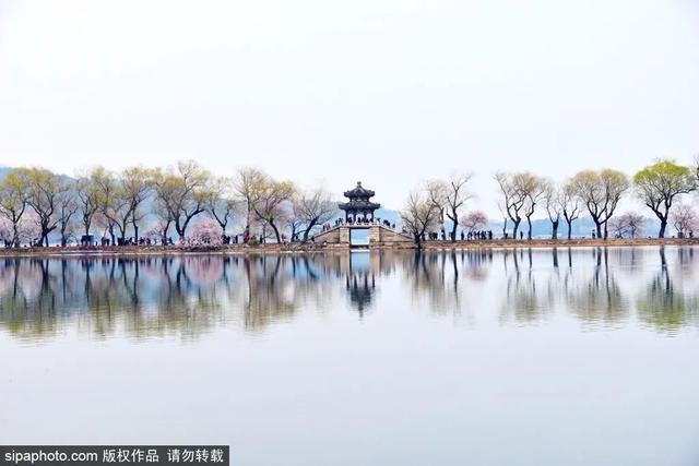 即将开爆！北京下周春花顶流是它，限时绝美！