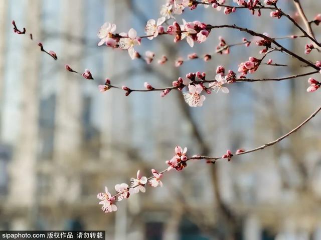 即将开爆！北京下周春花顶流是它，限时绝美！