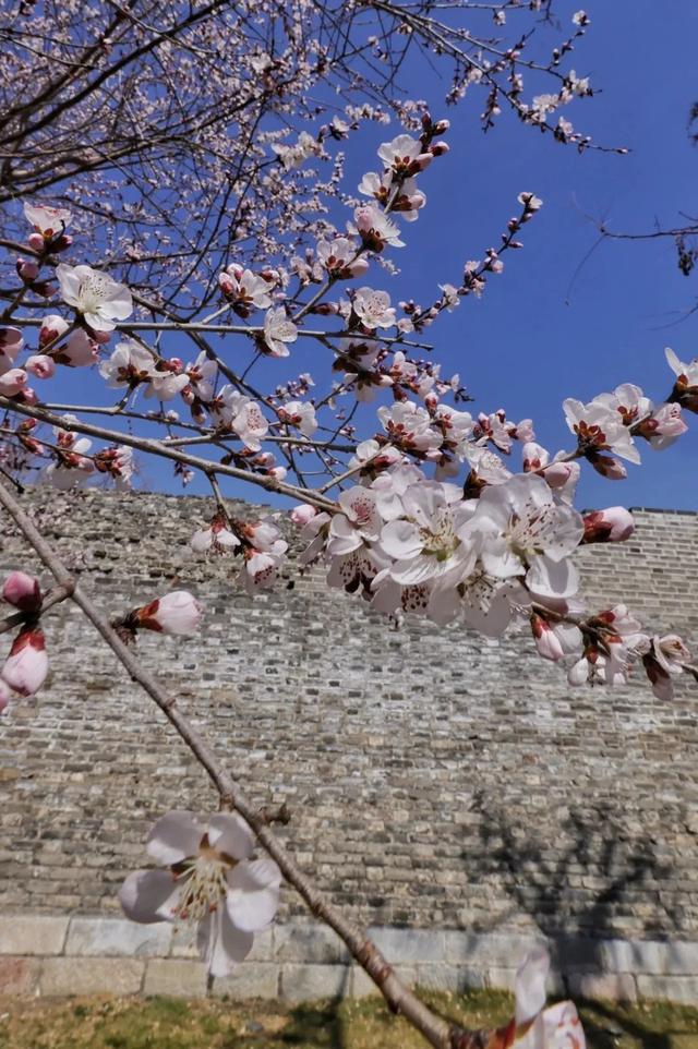 即将开爆！北京下周春花顶流是它，限时绝美！