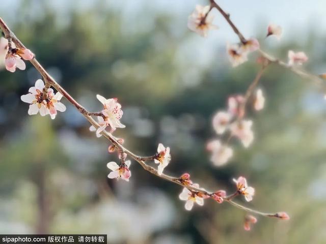 即将开爆！北京下周春花顶流是它，限时绝美！