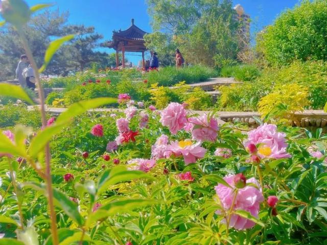 快看！初夏“莫奈花园”美似油画，堪称京城颜值担当！