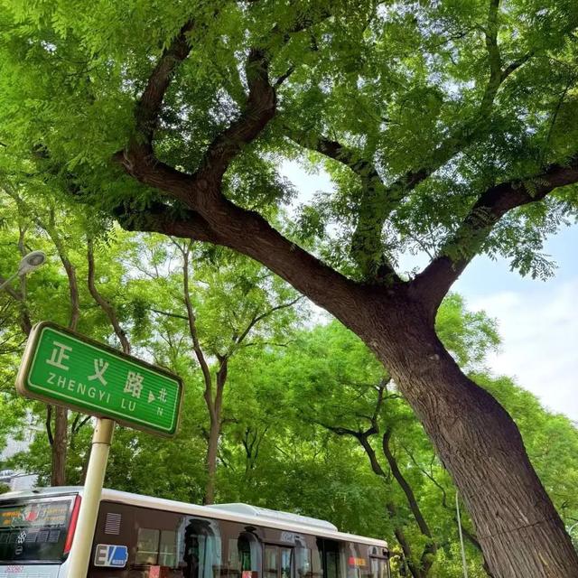 2025·520 爱的古树游线
