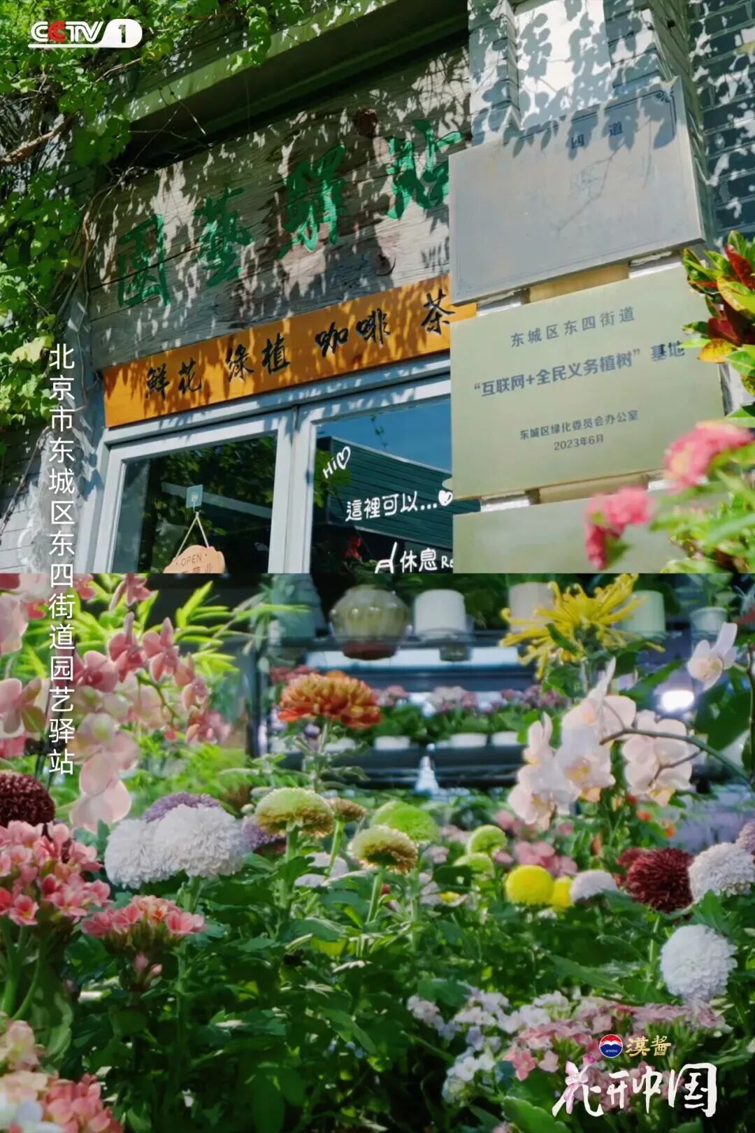 《花开中国》北京篇（上）：岁寒菊香，满城芳华