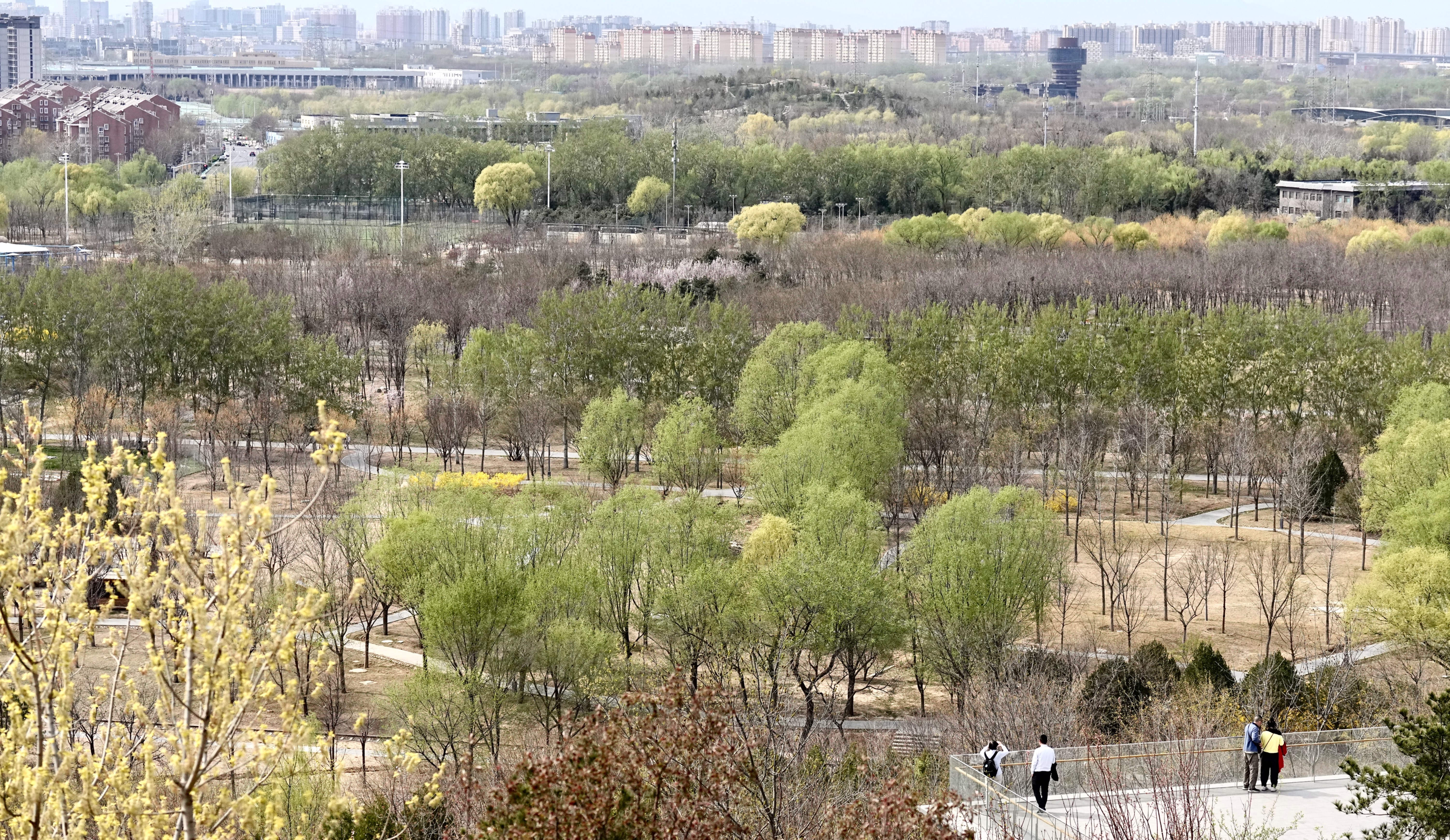 春日到丰台看“一路繁花”！这两份赏花路线、观鸟走廊地图请收好！南森春景美如画2
