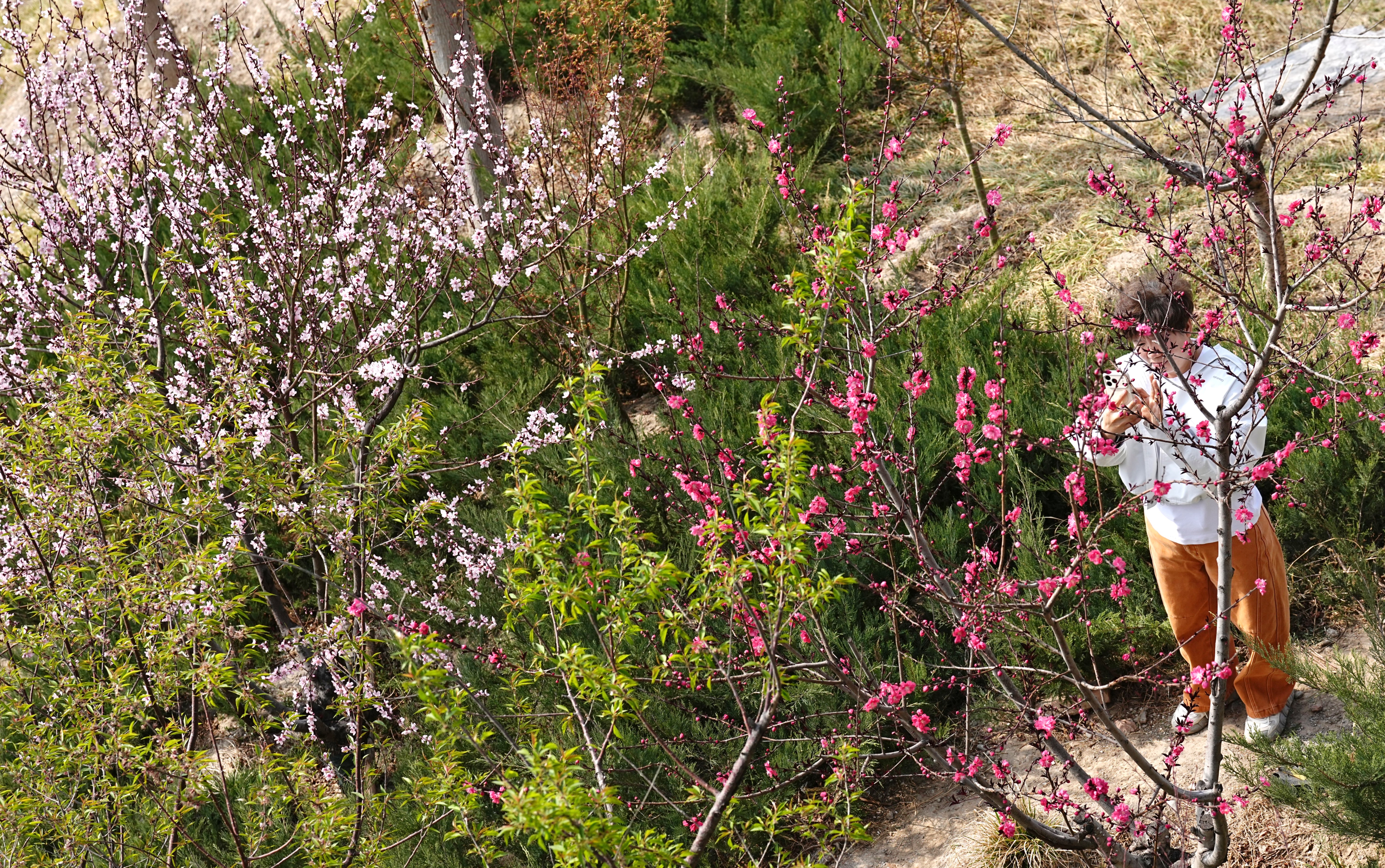 春日到丰台看“一路繁花”！这两份赏花路线、观鸟走廊地图请收好！南森春景美如画5