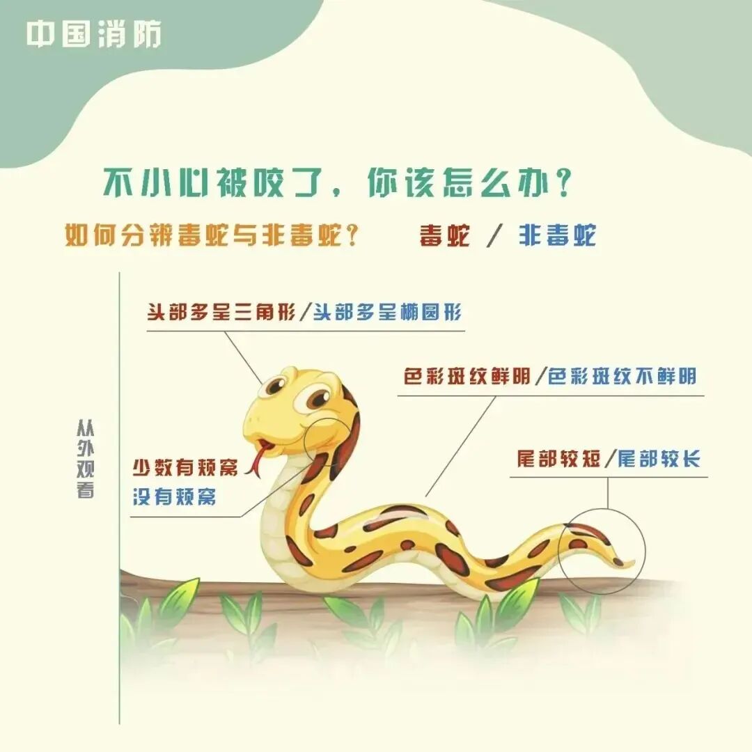 女童被毒蛇咬伤,“假死”近3天奇迹生还!