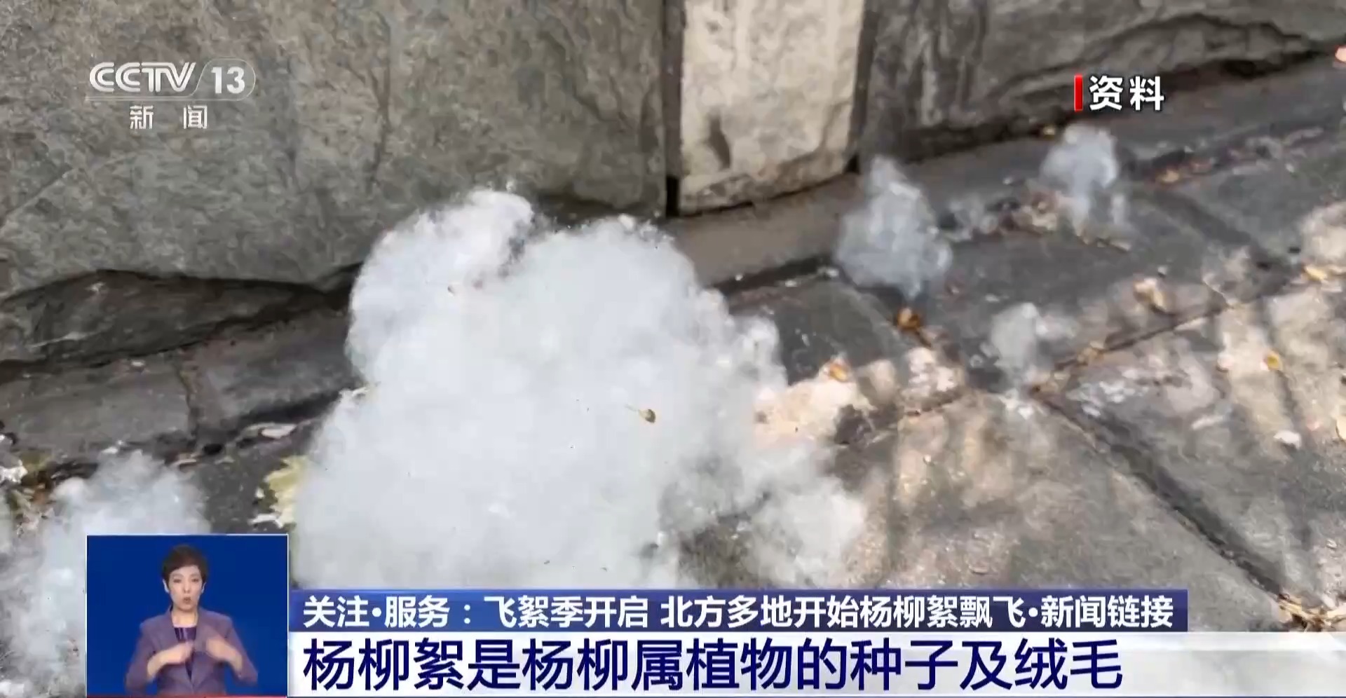 漫天飞絮竟是花粉的“搬运工”?医生教你安全“避絮”