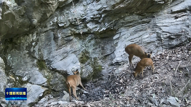 十堰用“绿色答卷”守护一泓清水永续北上20264111852314