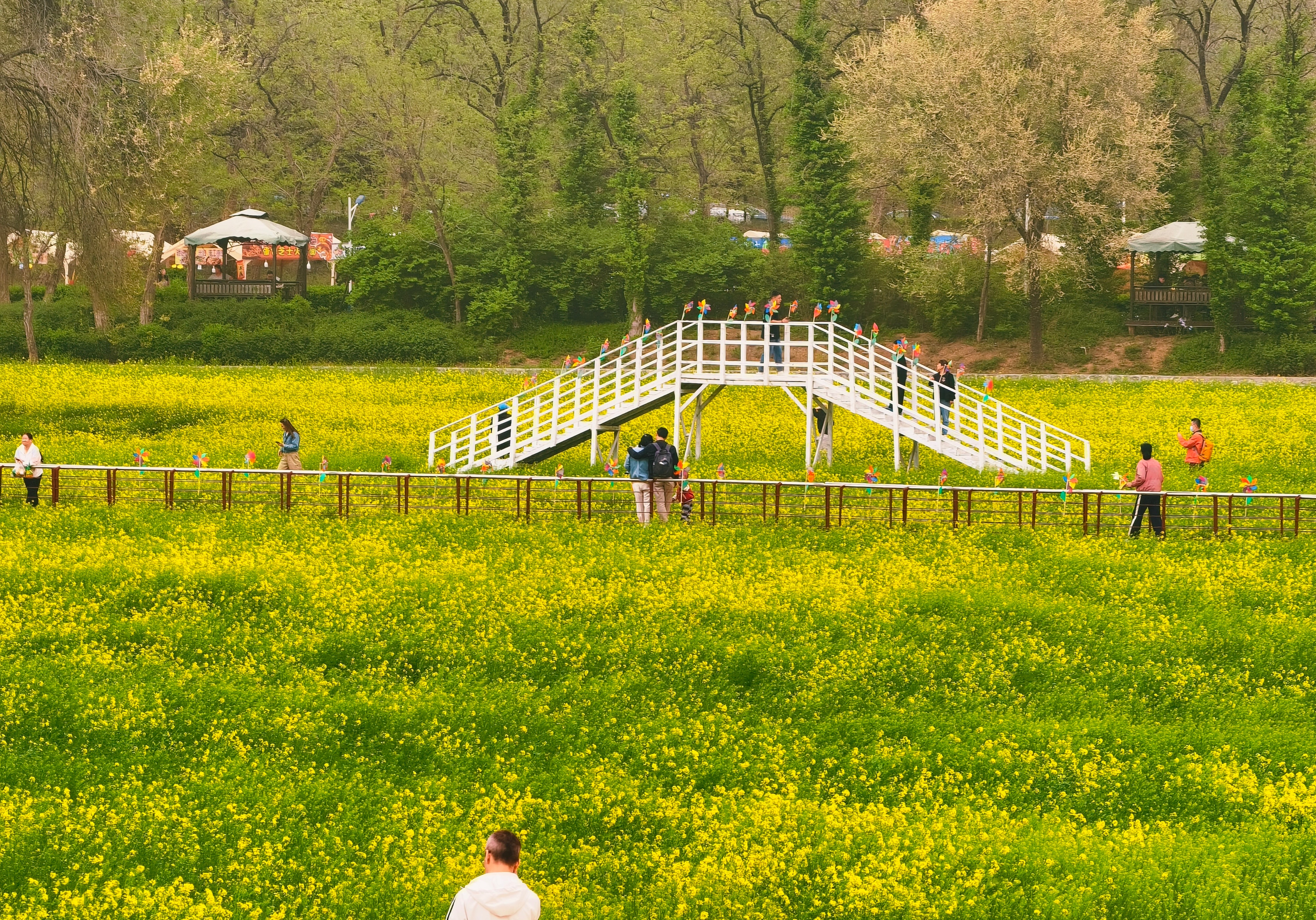 非遗花海相映成趣 丰台怪村赏“京西小婺源”油菜花海4