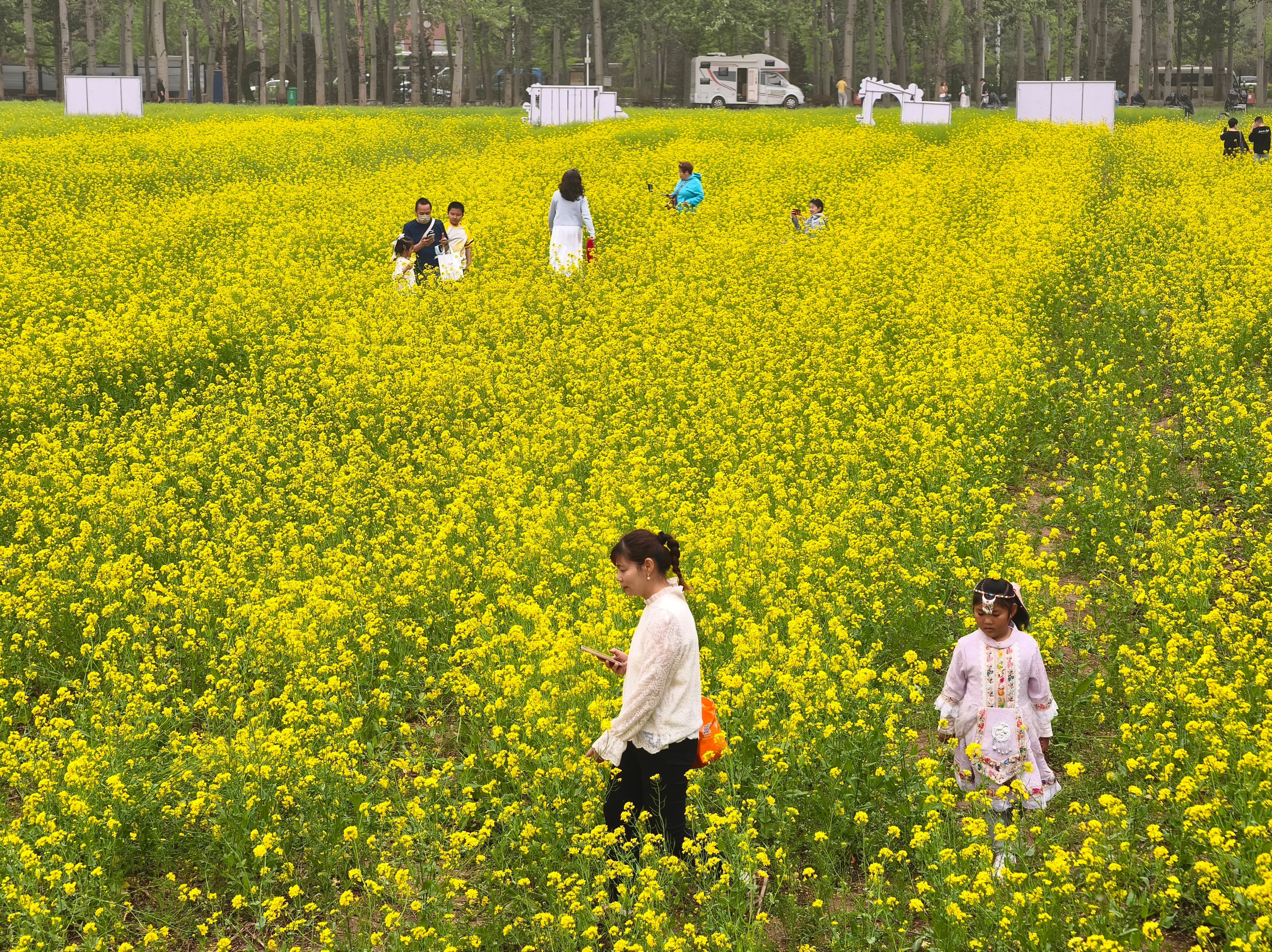 非遗花海相映成趣 丰台怪村赏“京西小婺源”油菜花海6