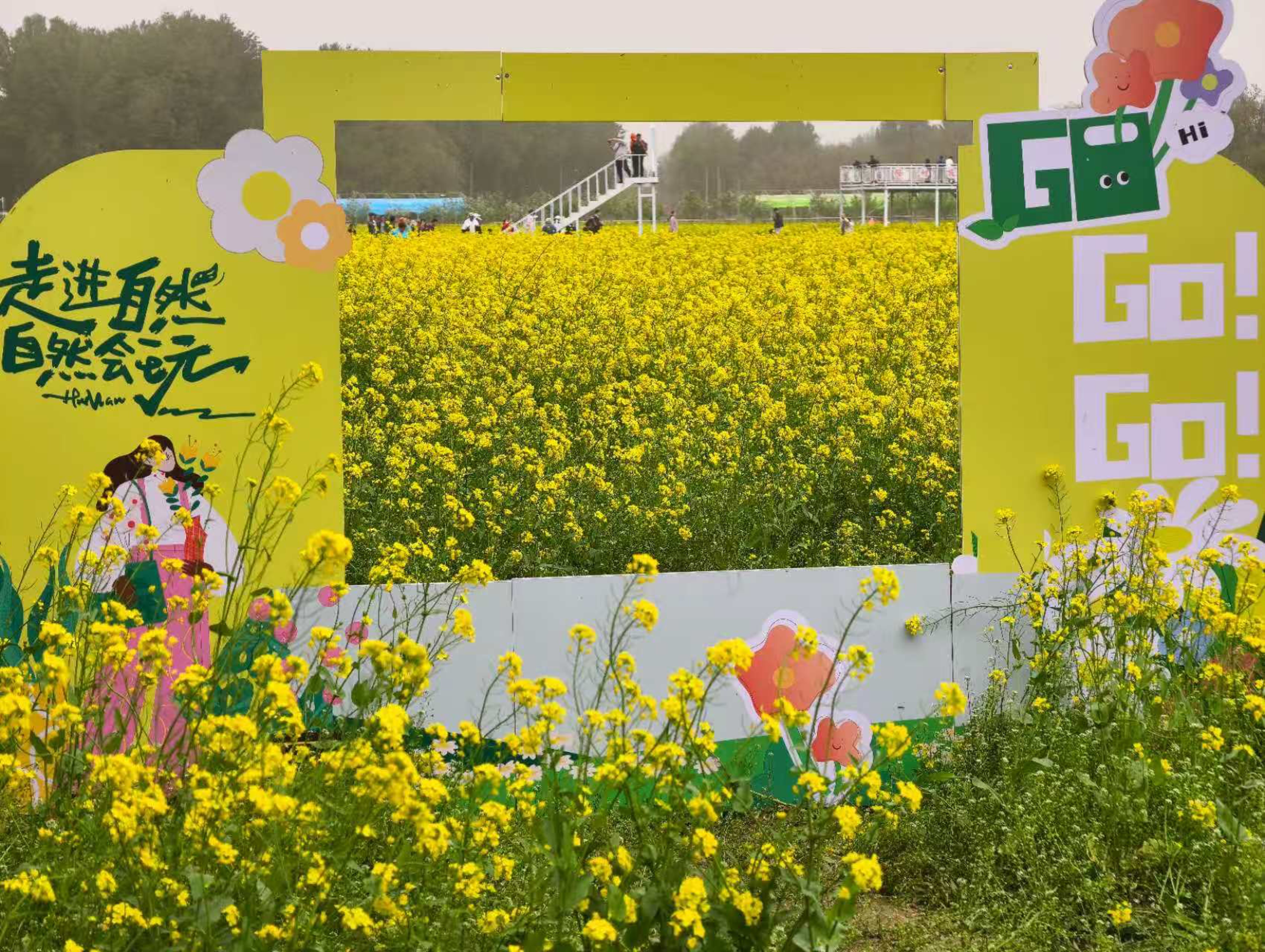 非遗花海相映成趣 丰台怪村赏“京西小婺源”油菜花海9