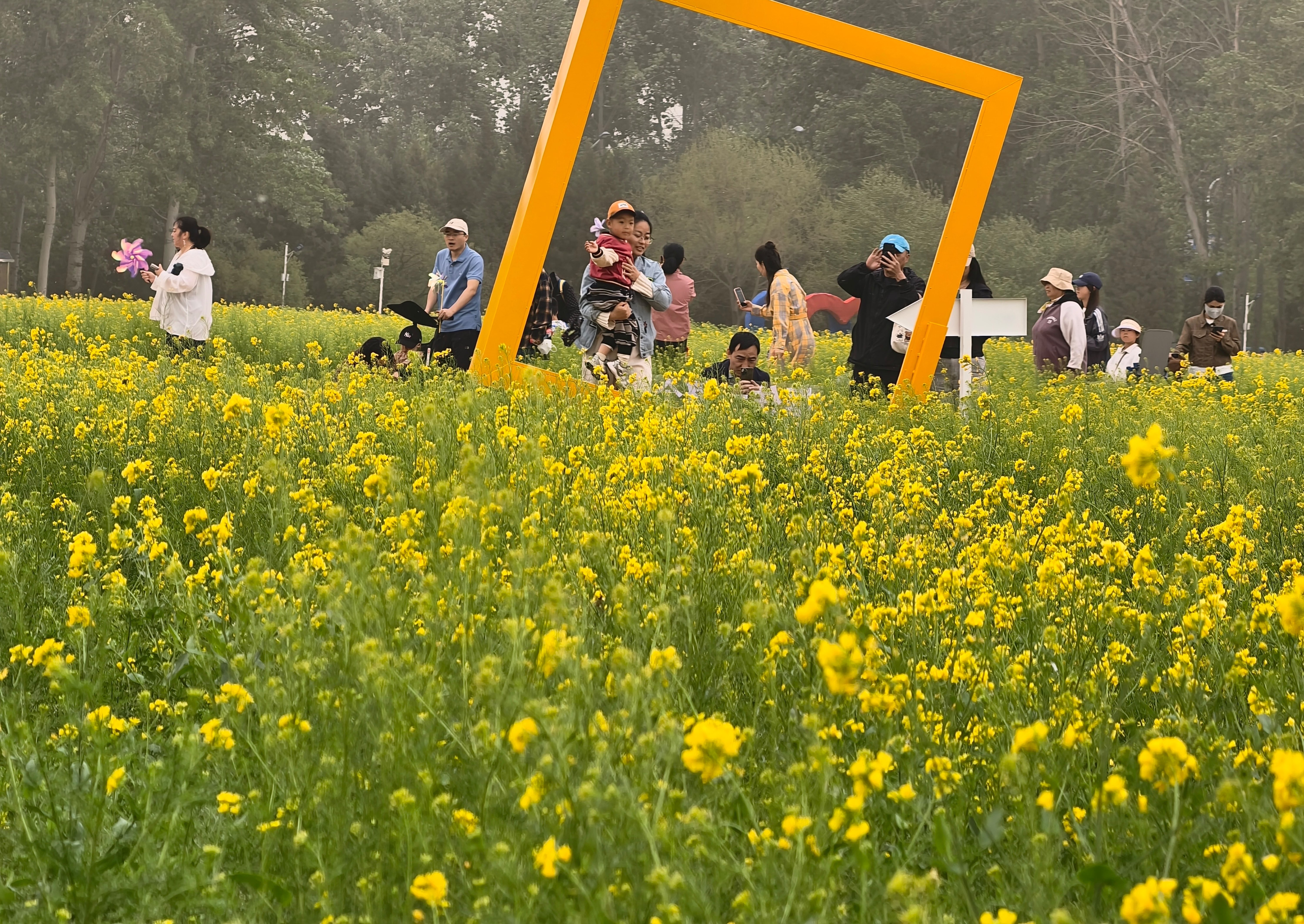 非遗花海相映成趣 丰台怪村赏“京西小婺源”油菜花海2