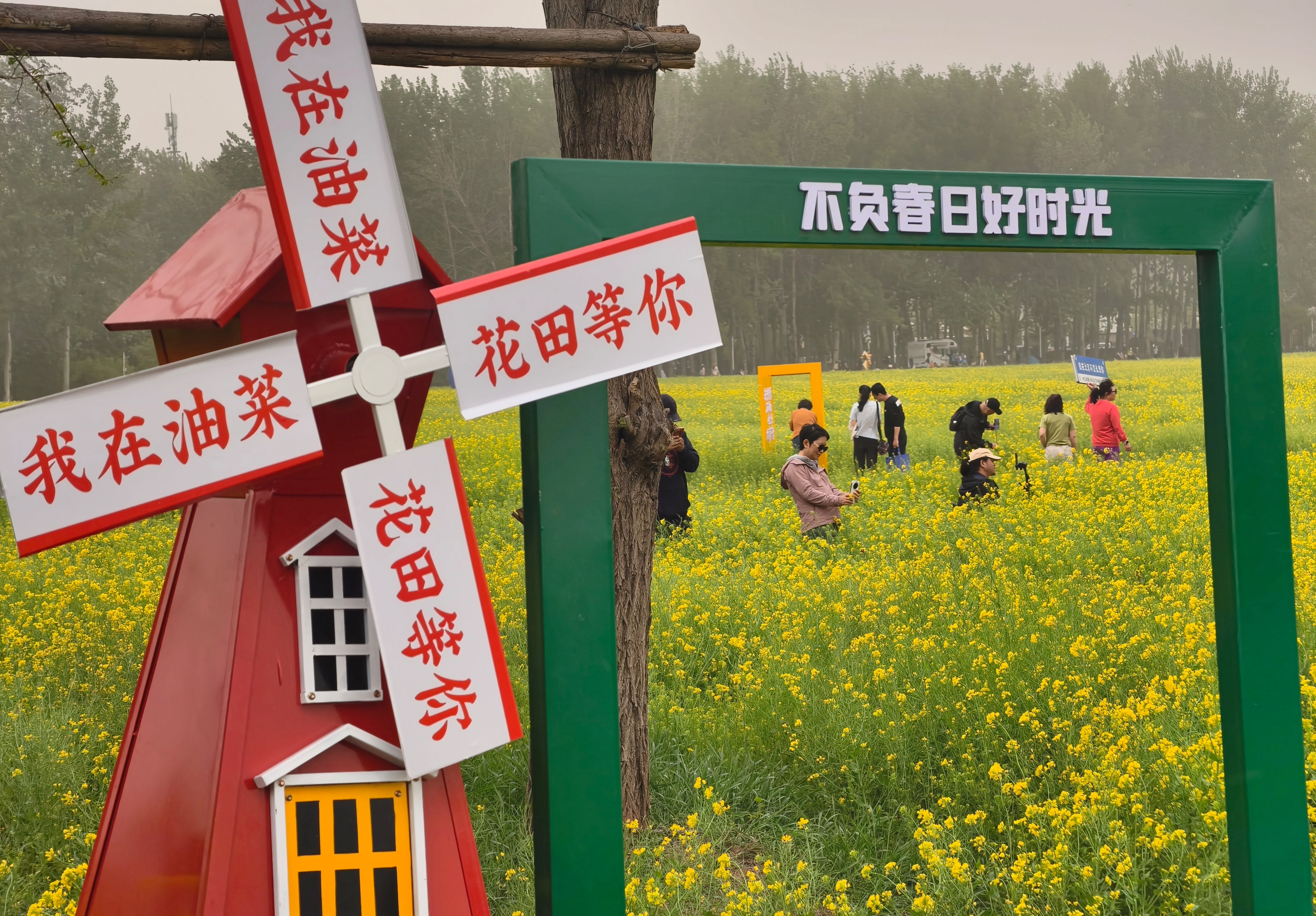 非遗花海相映成趣 丰台怪村赏“京西小婺源”油菜花海1