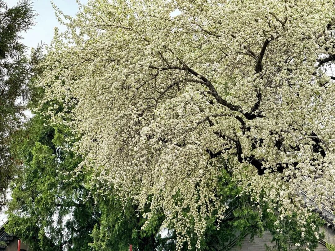 花开成瀑!颐和园杜梨,绝美——