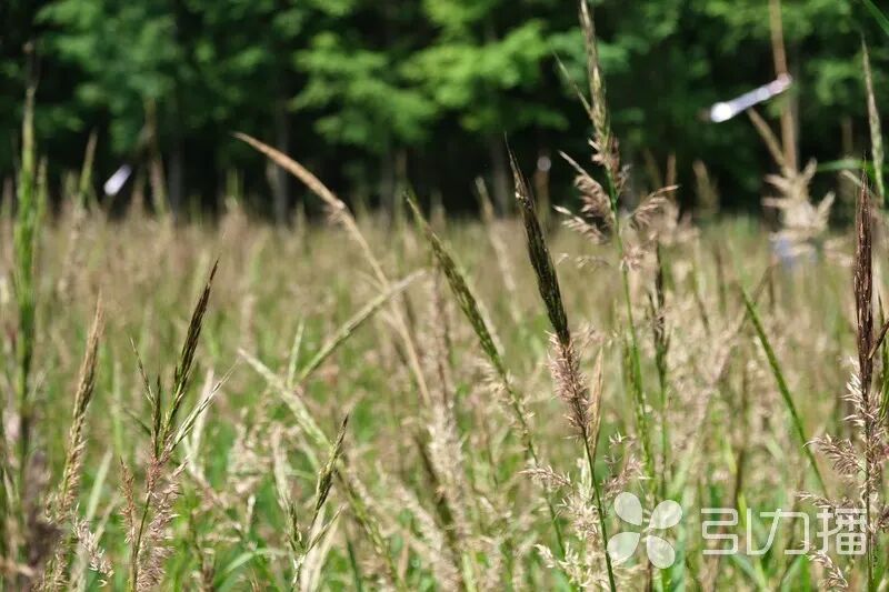 “消失千年”的菰(gū)米,有望重回餐桌
