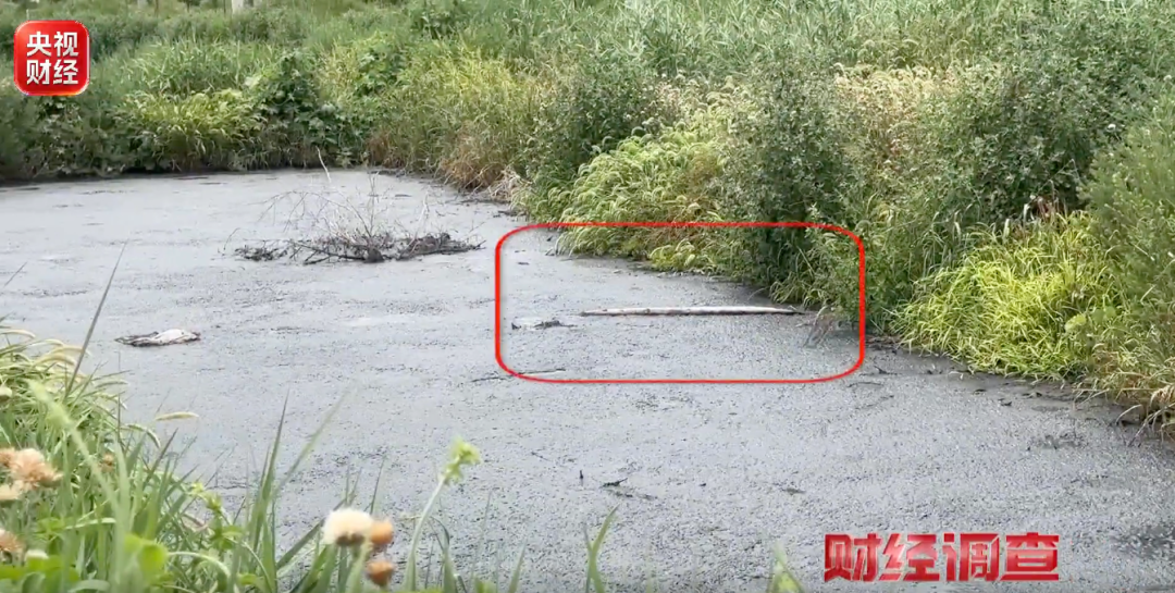 央视曝光乡村排污乱象