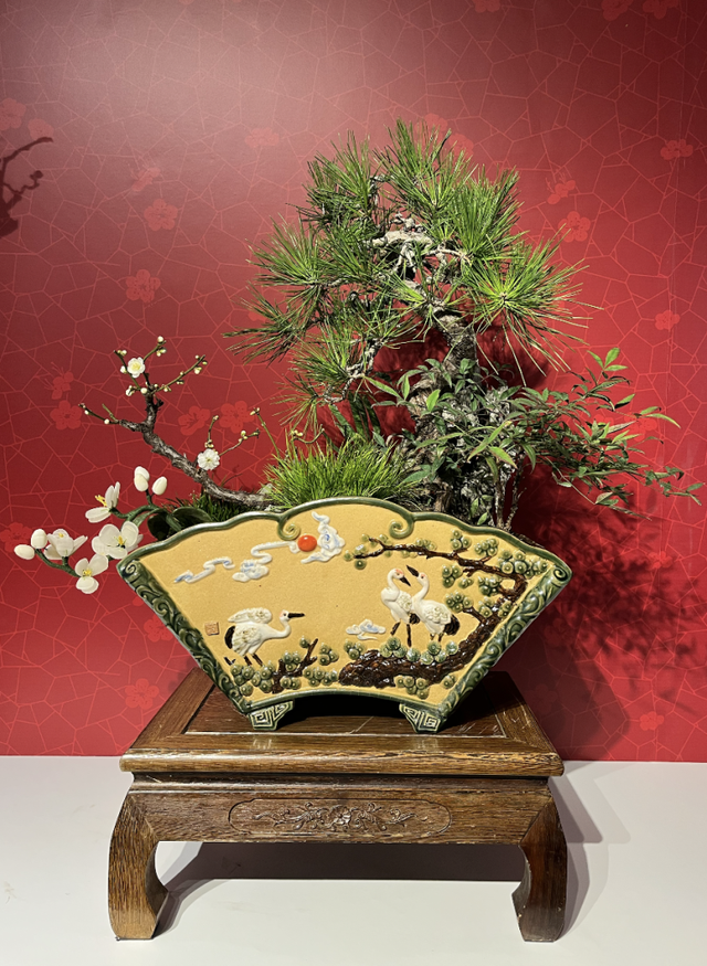美翻了！北京春节繁花似锦，牡丹、梅花、樱花、兰花全开了｜欢欢喜喜过大年