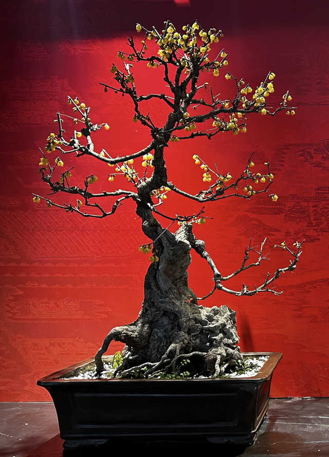 美翻了！北京春节繁花似锦，牡丹、梅花、樱花、兰花全开了｜欢欢喜喜过大年