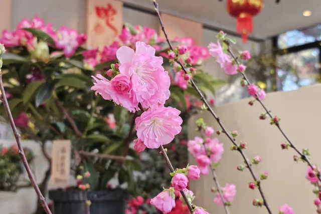 美翻了！北京春节繁花似锦，牡丹、梅花、樱花、兰花全开了｜欢欢喜喜过大年