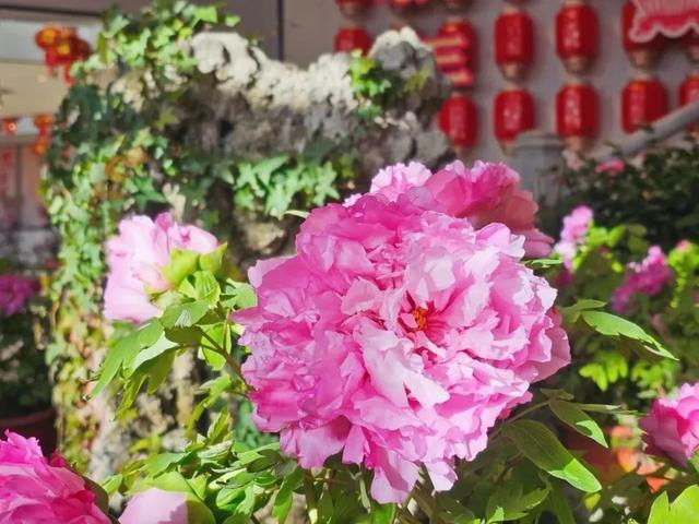 美翻了！北京春节繁花似锦，牡丹、梅花、樱花、兰花全开了｜欢欢喜喜过大年