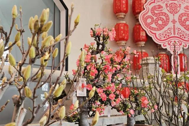 美翻了！北京春节繁花似锦，牡丹、梅花、樱花、兰花全开了｜欢欢喜喜过大年
