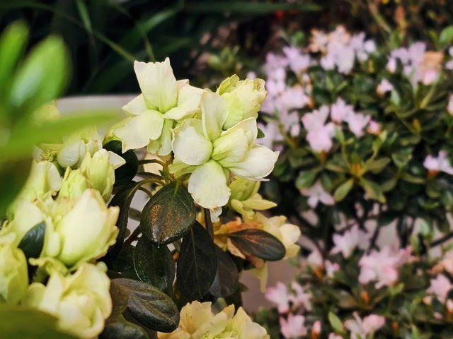 美翻了！北京春节繁花似锦，牡丹、梅花、樱花、兰花全开了｜欢欢喜喜过大年