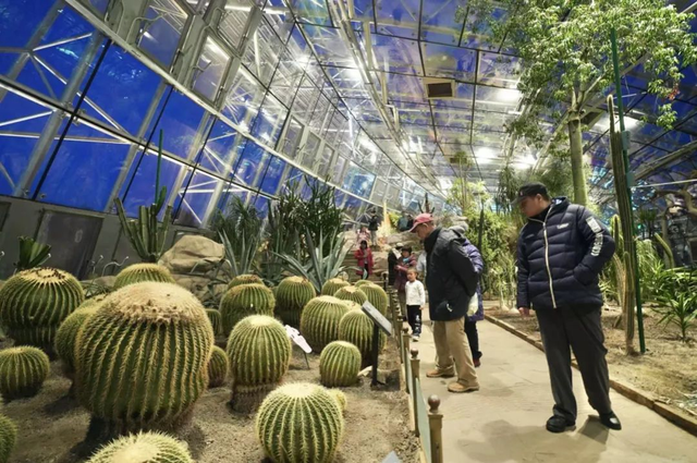 美翻了！北京春节繁花似锦，牡丹、梅花、樱花、兰花全开了｜欢欢喜喜过大年