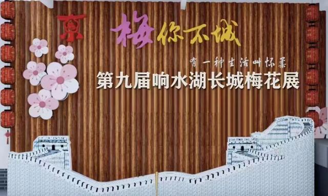 美翻了！北京春节繁花似锦，牡丹、梅花、樱花、兰花全开了｜欢欢喜喜过大年