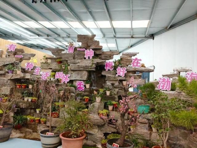 美翻了！北京春节繁花似锦，牡丹、梅花、樱花、兰花全开了｜欢欢喜喜过大年