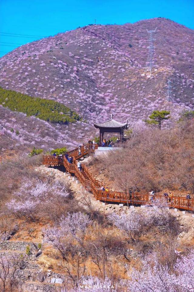 绝美！徒步北京隐藏版“桃花海” | 周末去哪