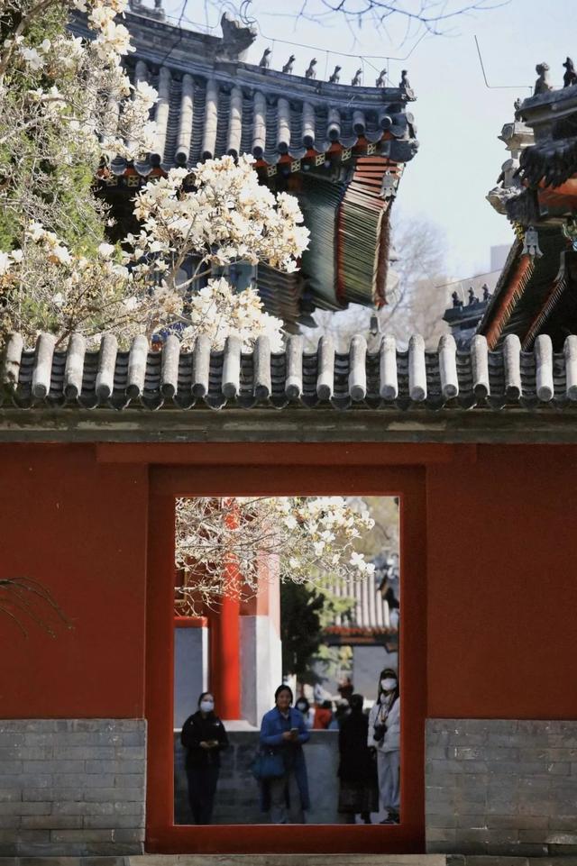 美翻！北京“玉兰之最”即将盛开！