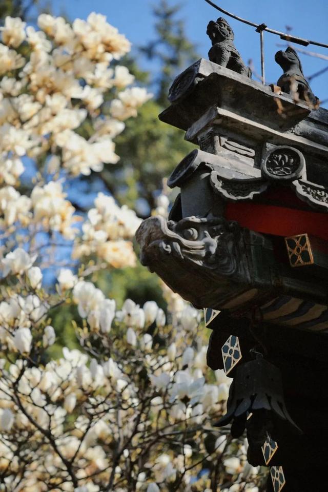 美翻！北京“玉兰之最”即将盛开！