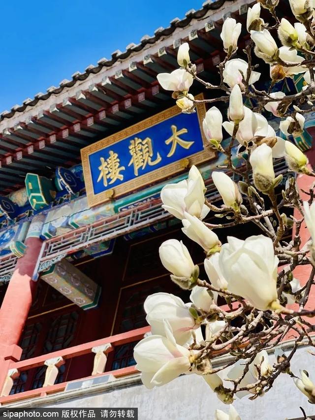 美翻！北京“玉兰之最”即将盛开！