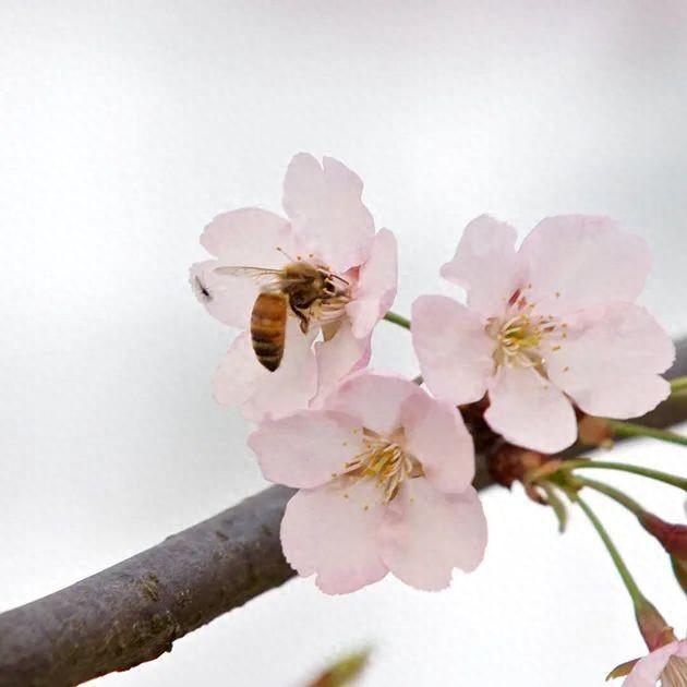 【汤医科普】春分养生，平衡阴阳