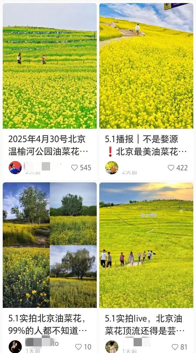 美爆了！北京这6处浪漫的油菜花海，人少景美还全免费！