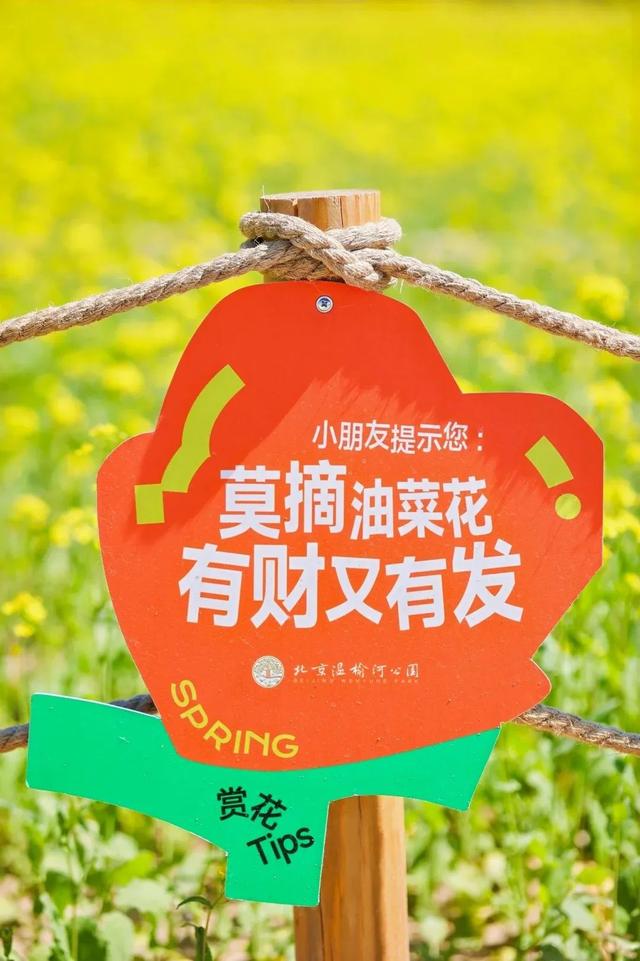 美爆了！北京这6处浪漫的油菜花海，人少景美还全免费！