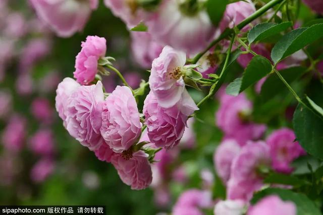 “五月顶流”蔷薇已盛开！2公里“花墙”太浪漫——