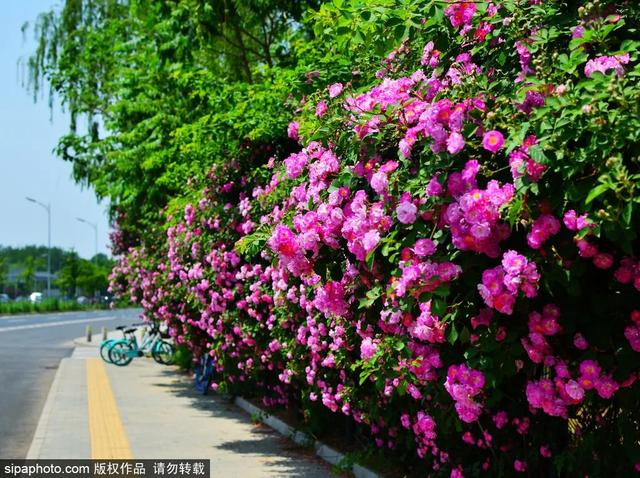 “五月顶流”蔷薇已盛开！2公里“花墙”太浪漫——