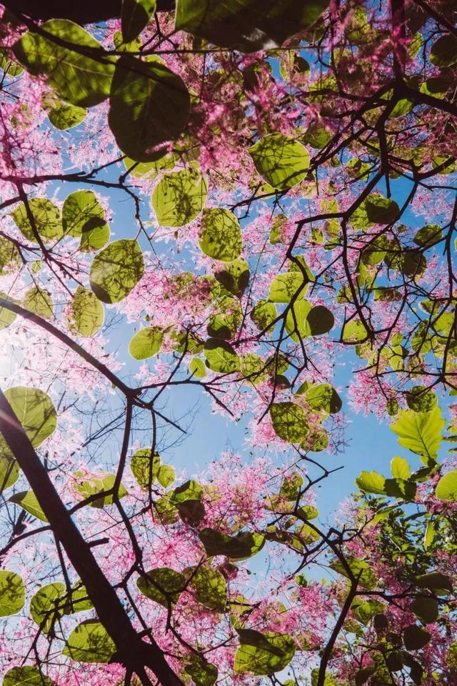 穿标准汉服免门票！2000亩京郊粉色花海，灿如烟花｜周末去哪