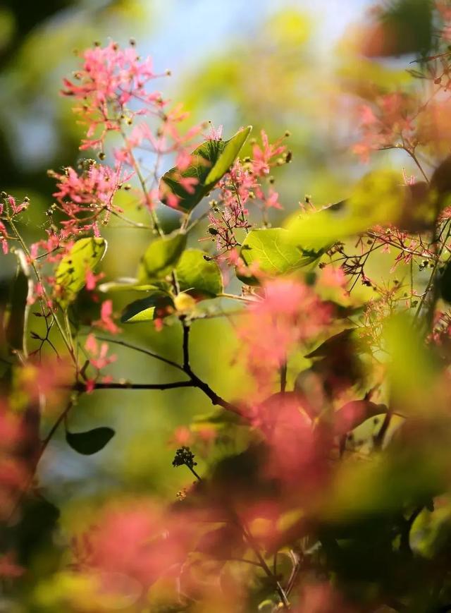 穿标准汉服免门票！2000亩京郊粉色花海，灿如烟花｜周末去哪