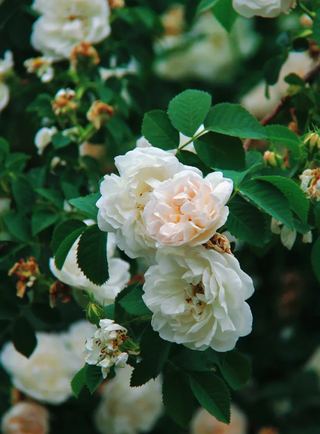 满城“花海”！北京市花进入最佳观赏期！绝美——