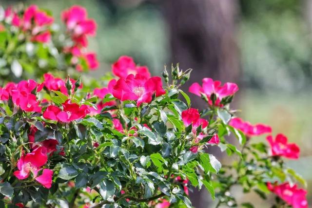 满城“花海”！北京市花进入最佳观赏期！绝美——