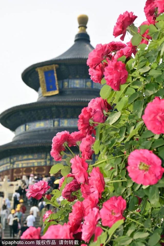满城“花海”！北京市花进入最佳观赏期！绝美——