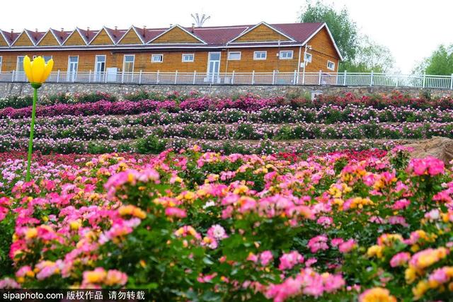 满城“花海”！北京市花进入最佳观赏期！绝美——