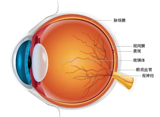 【汤医科普】带父母做体检，这几个项目不能漏