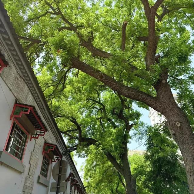 2025·520 爱的古树游线