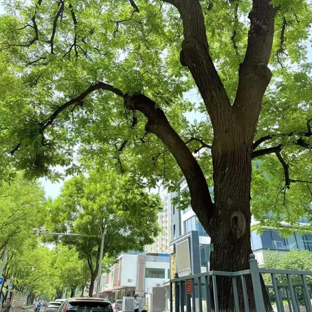 2025·520 爱的古树游线