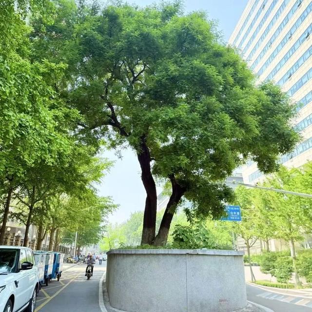 2025·520 爱的古树游线