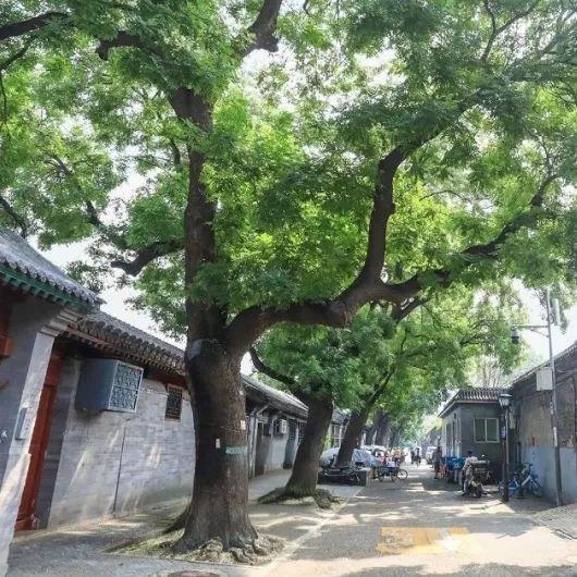 2025·520 爱的古树游线