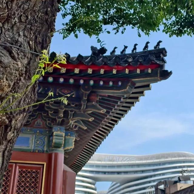 2025·520 爱的古树游线